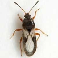 Lawn Pest ID