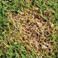 Lawn Pest ID