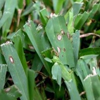 Lawn Pest ID