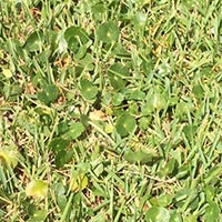 Lawn Pest ID